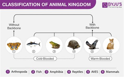 Image result for Animal Kingdom Science Classification