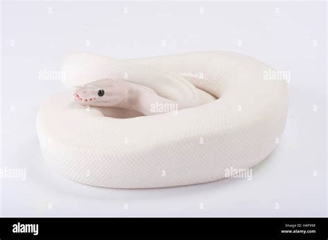Image result for Leucistic Ball Python