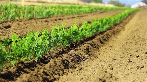 Hedge Planting Spacing Guide に対する画像結果