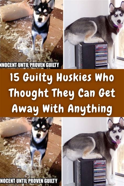 Image result for Guilty Huskies