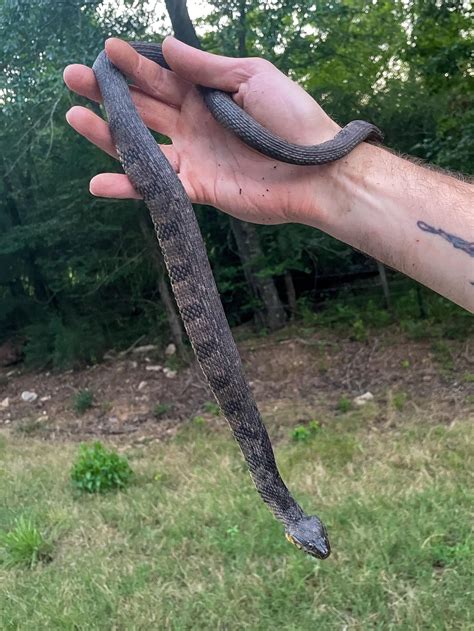 Snake with Triangle Pattern に対する画像結果