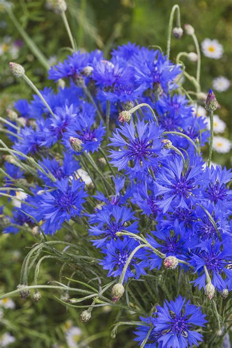 Image result for Cornflower Blue Color Chart