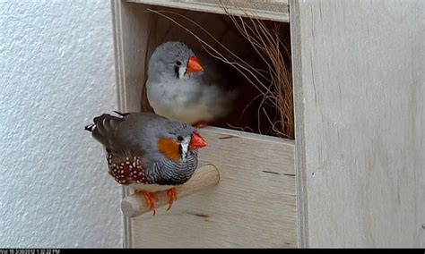 Java Finch Nest Box Images के लिए छवि परिणाम