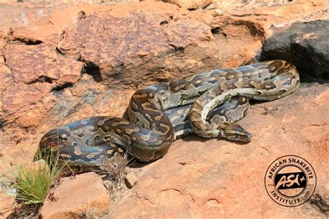 Image result for Limpopo African Python