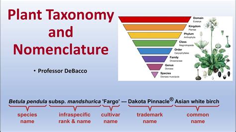 Afbeeldingsresultaten voor Taxonomic Tree Example