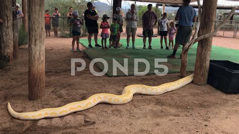 Image result for Largest Reticulated Python
