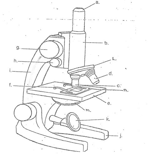 Image result for Compound Microscope Stage