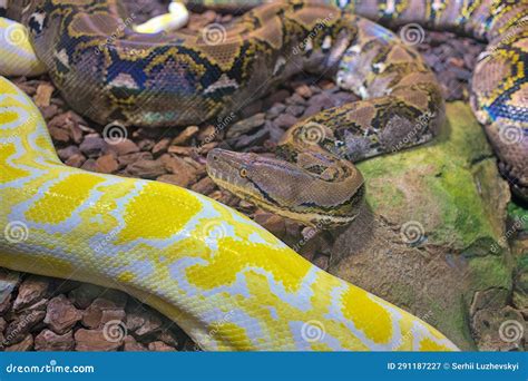 Image result for Medusa Snake Reticulated Python