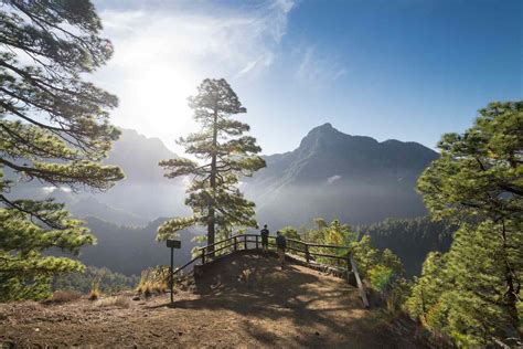 Image result for Pine Tree in Urdu