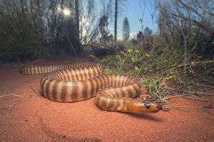 Image result for Woma Python Desert