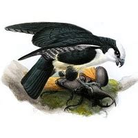 Image result for Australaves Examples