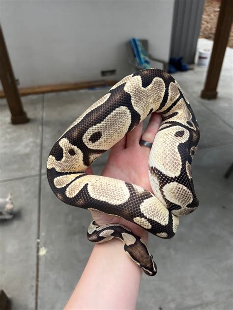 Image result for Female Ball Python