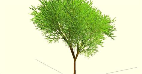 Image result for Extremely Random Tree