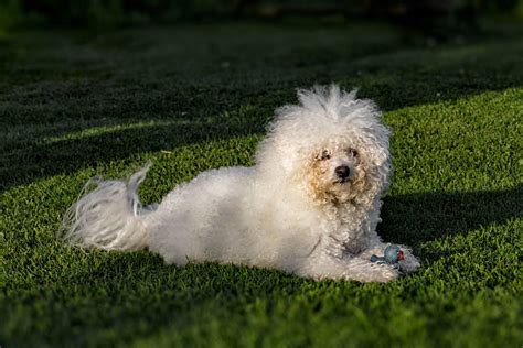 Image result for Different Project Life Cycle Models