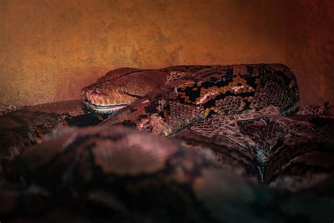 Image result for Medusa Snake Reticulated Python