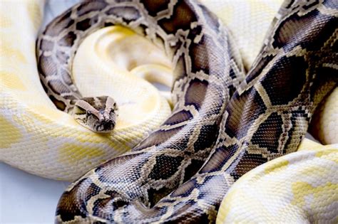 Boa vs Reticulated Python に対する画像結果