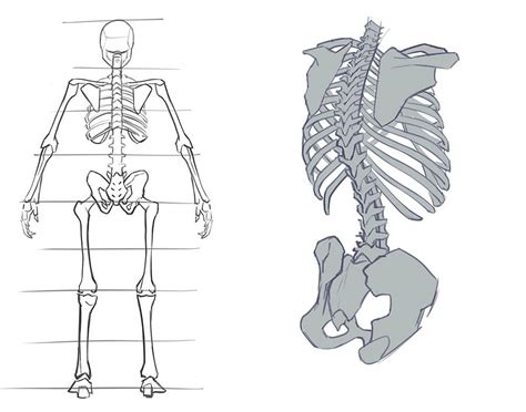 Image result for Back Torso Drawing
