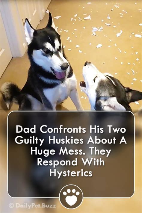 Image result for Guilty Huskies