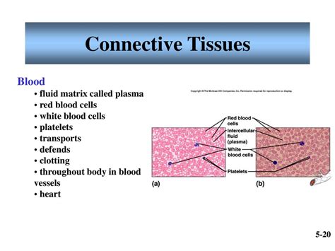 Image result for Tissue Blood Layers