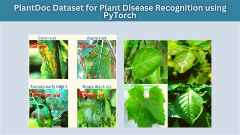 Plant Disease Detect Accuracy Graph Model Mobilenetv2 に対する画像結果
