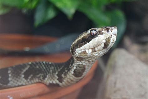 Anaconda 3 Python के लिए छवि परिणाम