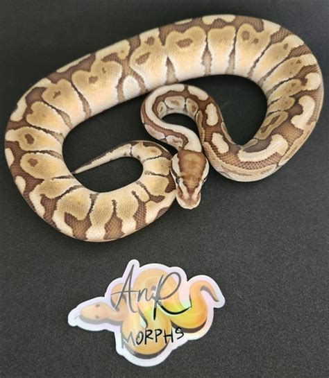 Image result for Woma Ball Python Morph