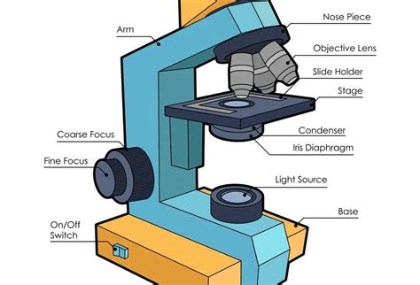 Image result for Compound Microscope Stage