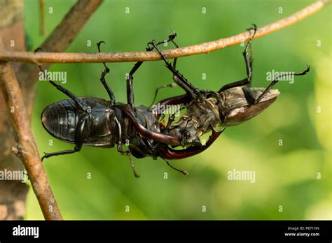 Image result for Vechtende Python