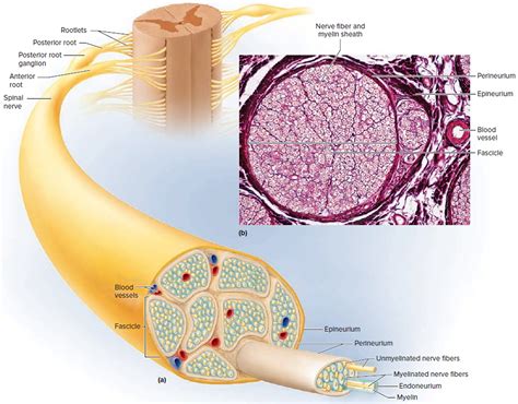Image result for Peripheral Nerve Anatomy