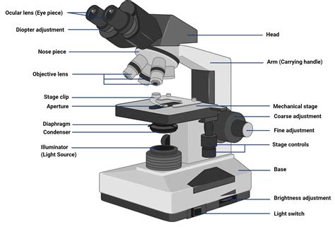 Image result for Compound Light Microscope Arm