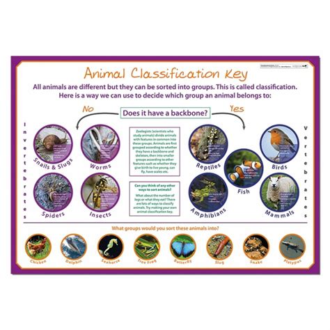 Animal Classification Poster に対する画像結果