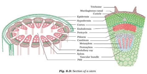 Image result for Plant Cell Tissue Types