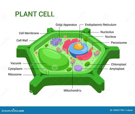 Vector Infographic of the Plant Cell Anatomy Structure. Stock Vector ...