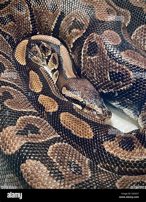 Image result for Female Ball Python Vent