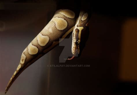 Image result for Graffiti Ball Python