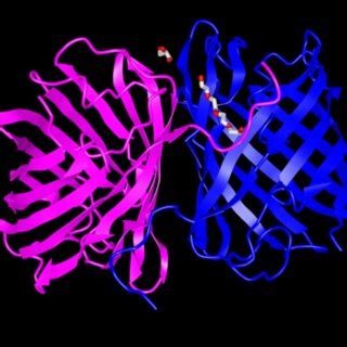 Diffraction Airy Disk に対する画像結果