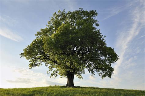 Image result for Tree File Structure