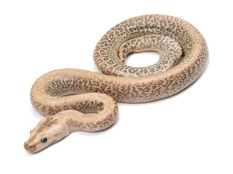 Image result for Granite Burmese Python