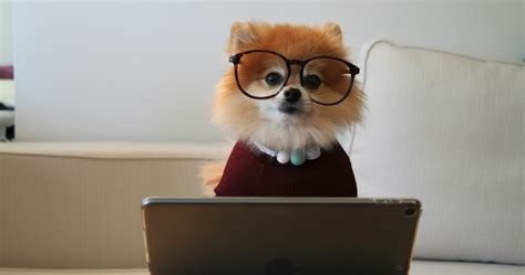 Chinese Programming Language に対する画像結果