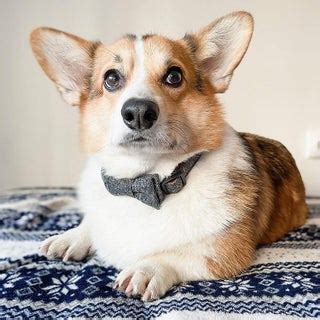 Afbeeldingsresultaten voor Azure DevOps REST API