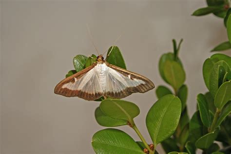 Image result for University Extension Box Tree Moth