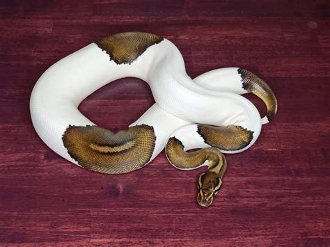 Image result for Female Ball Python Vent