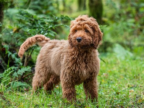 Afbeeldingsresultaten voor Cockapoo Adult Dogs