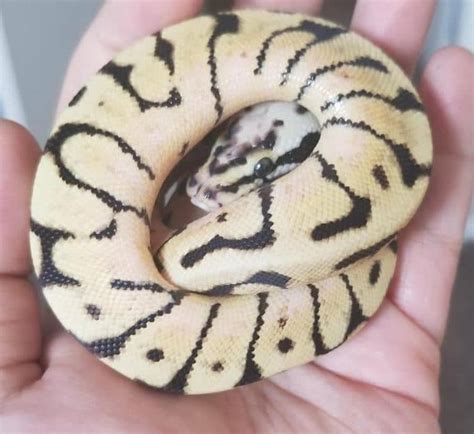 Image result for Bee Ball Python