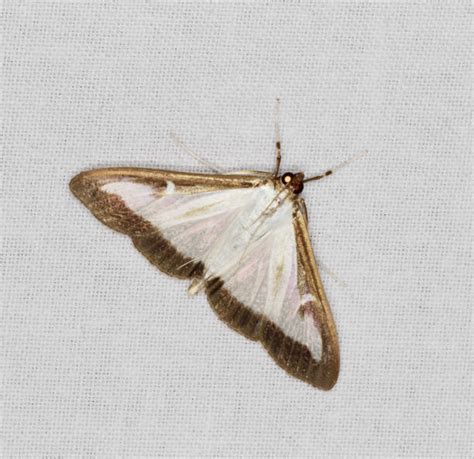 Image result for Box Tree Moth Frass