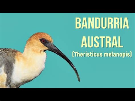 Image result for Australaves Examples