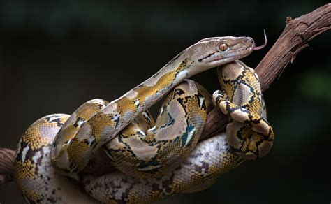 Image result for Reticulated Python Habitat
