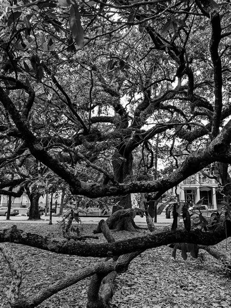 Random tree in New Orleans : r/MostBeautiful