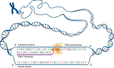 Image result for DNA Coding of Protien Tutorial