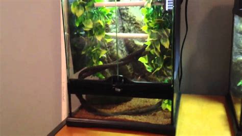 Image result for Green Tree Python Cage